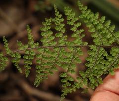 Cheilanthes hirta nemorosa