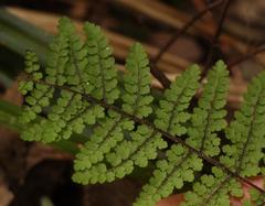 Cheilanthes hirta nemorosa