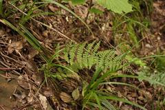 Cheilanthes hirta nemorosa