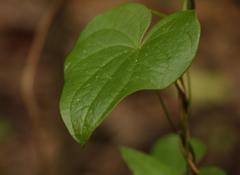 Dioscorea sylvatica