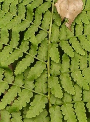 Polystichum transvaalense