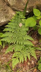 Polystichum transvaalense