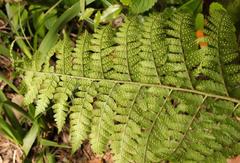 Polystichum transvaalense