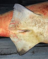 Carcharhinus amboinensis