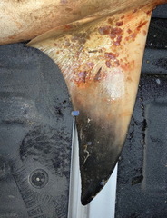 Carcharhinus amboinensis