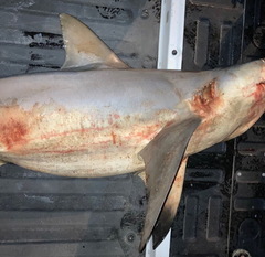 Carcharhinus amboinensis