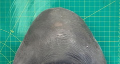 Carcharhinus amboinensis