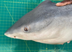 Carcharhinus amboinensis