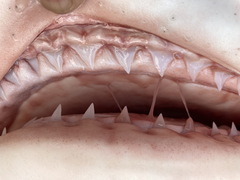 Carcharhinus amboinensis