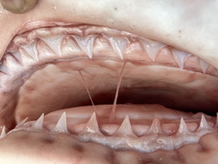 Carcharhinus amboinensis