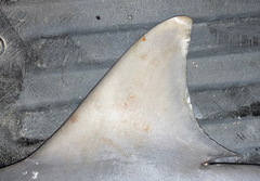 Carcharhinus amboinensis