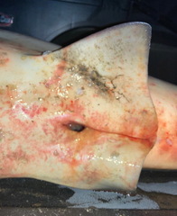 Carcharhinus amboinensis