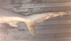 Carcharhinus amboinensis