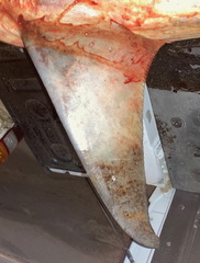 Carcharhinus amboinensis