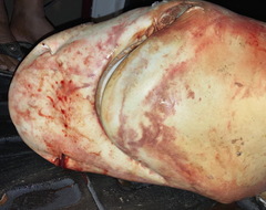 Carcharhinus amboinensis