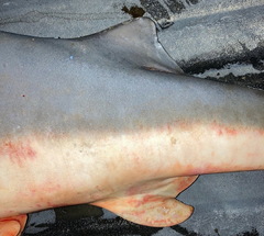 Carcharhinus amboinensis