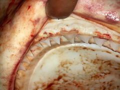 Carcharhinus amboinensis