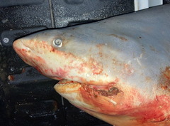 Carcharhinus amboinensis