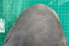 Carcharhinus amboinensis