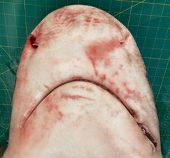 Carcharhinus amboinensis