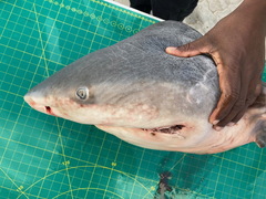 Carcharhinus amboinensis