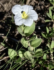 Nierembergia calycina