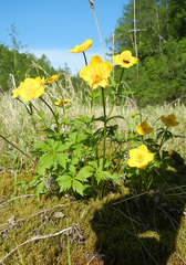 Trollius riederianus