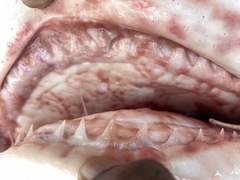 Carcharhinus amboinensis