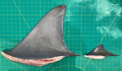 Carcharhinus amboinensis