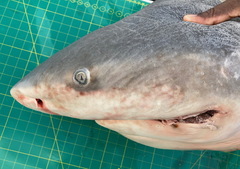 Carcharhinus amboinensis