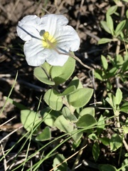 Nierembergia calycina