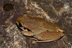Ranoidea lesueuri
