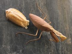 Sphodromantis