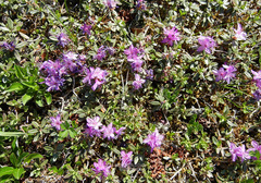 Rhododendron parvifolium