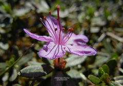 Rhododendron parvifolium