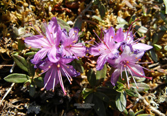 Rhododendron parvifolium
