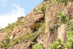 Encephalartos ghellinckii