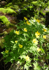 Trollius riederianus