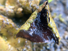 Umbilicaria polyphylla