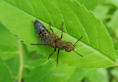 Ontholestes tessellatus