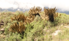 Encephalartos ghellinckii