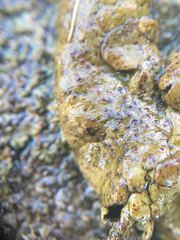 Umbilicaria polyphylla