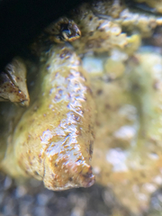 Umbilicaria polyphylla