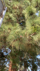 Pinus