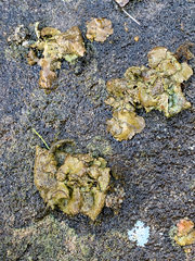 Umbilicaria polyphylla