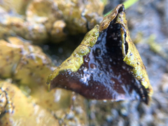 Umbilicaria polyphylla