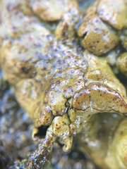 Umbilicaria polyphylla