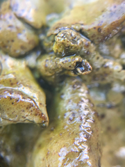 Umbilicaria polyphylla