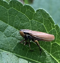 Sonesimia grossa