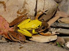 Ranoidea lesueuri